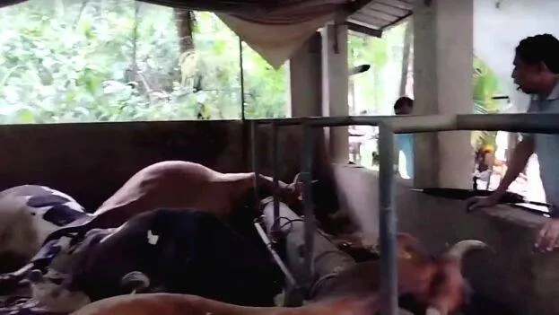 dairy-cows