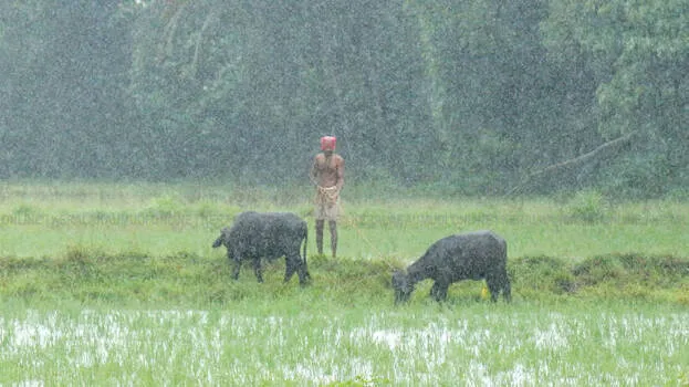 rain-imd