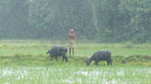 rain-imd