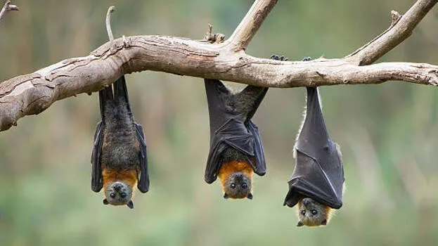 nipah