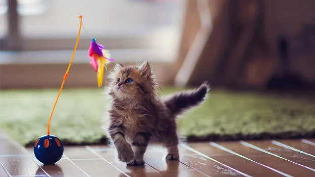 cat