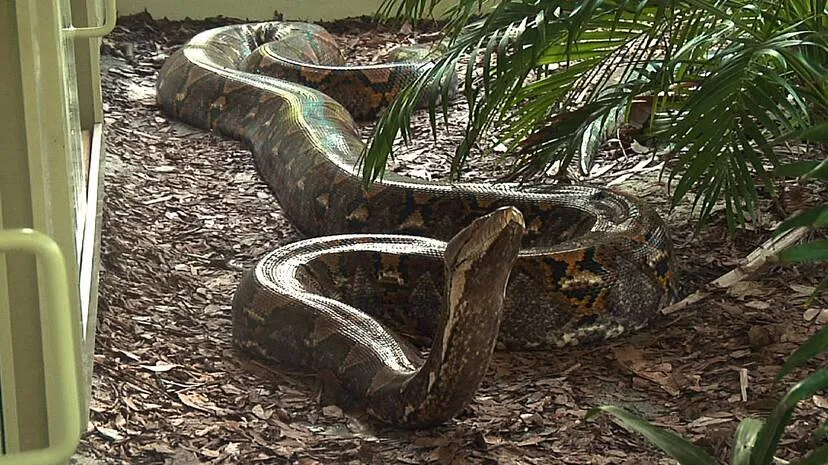 reticulated-python
