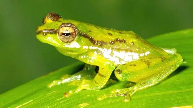 frog