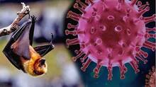 nipah