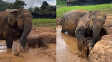 elephant-