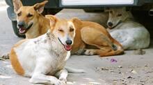 stray-dogs