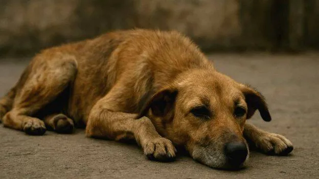 euthanasia-dogs