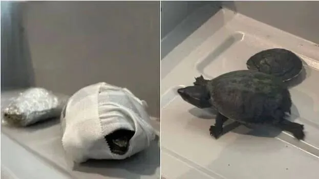 turtles