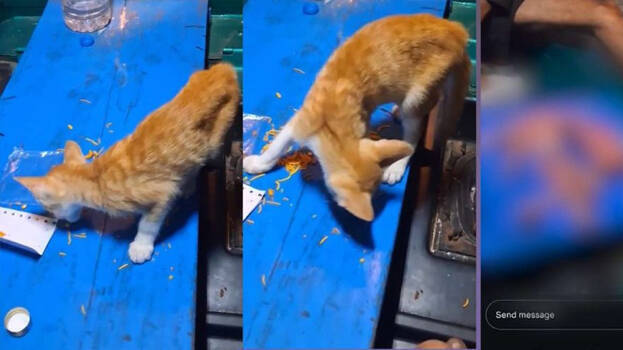 cat-killed cat-killed