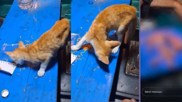 Brutality in Palakkad: Youth feeds cat, kills it and posts video on  Instagram after severing head from body - KERALA - CRIME | Kerala Kaumudi  Online