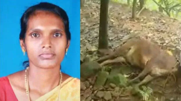 dead-cow-kerala-