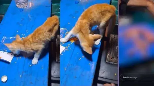 cat