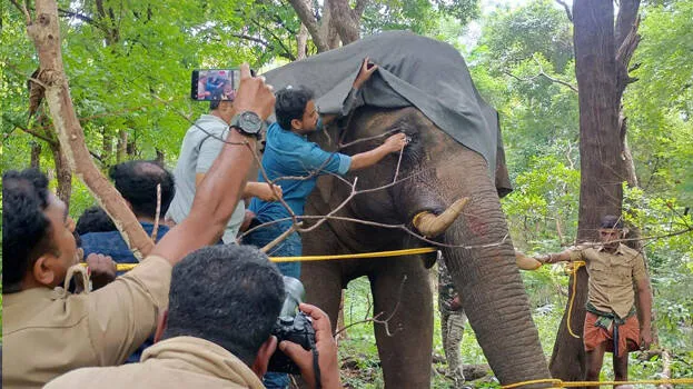 elephant