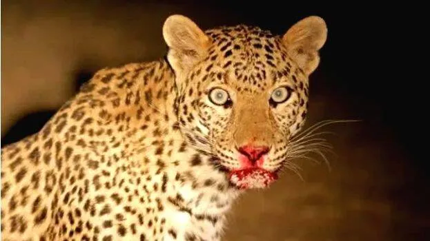 leopard-death-assam-valpa