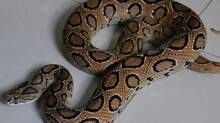 viper