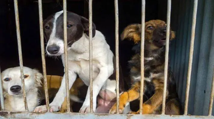 street-dogs-