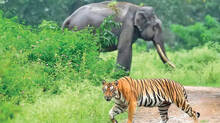 wildlife-
