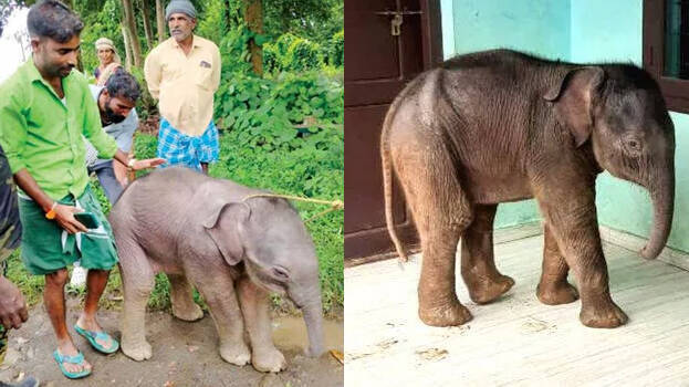 elephant-calf elephant-calf