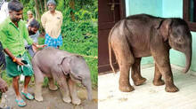 elephant-calf