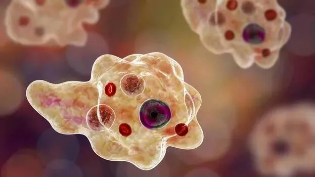 amoeba