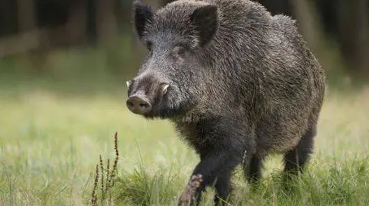 wild-boar-kozhikode-