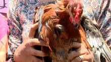 chicken