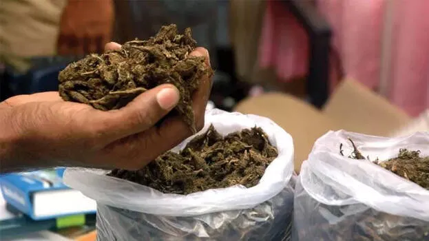 ganja-smuggling