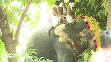 elephant