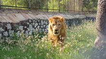 lion