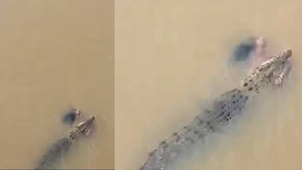 crocodile-attack