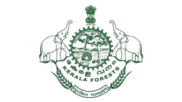 forest-