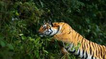 tiger