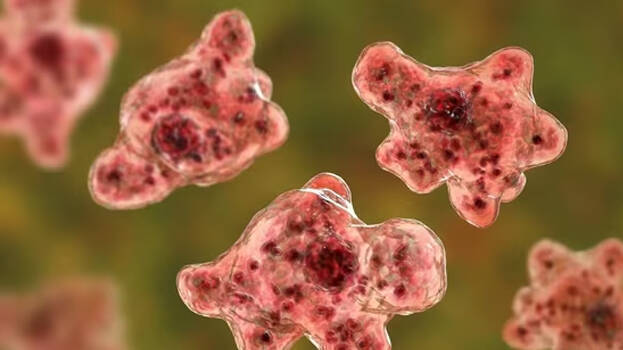 amoebic-death- amoebic-death-