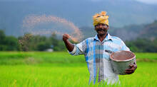 paddy-farmers