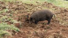 wild-boars