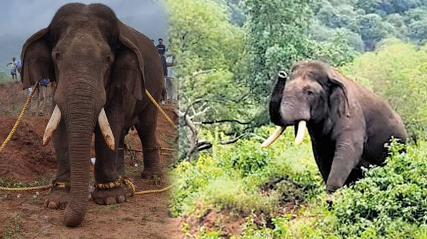 Did the 'Tamil Nadu Terror Tusker' Rolex Deserve to Die? When Wildlife Meets Human Wrath
