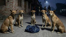 stray-dogs-