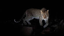 leopard-