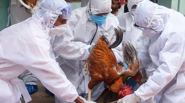 Bird flu in two districts of Kerala; Ducks and chickens to be culled en ...