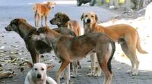 stray-dogs