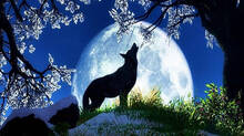 wolf-moon