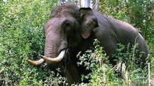 wild-elephant