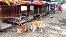 dog-shelters-