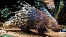 porcupine