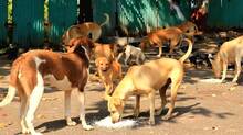 stray-dogs