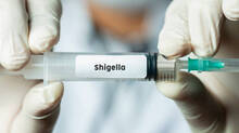 shigella-