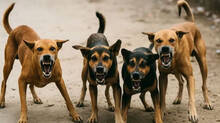 stray-dogs