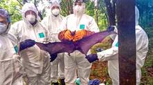 nipah