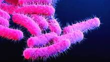 shigella