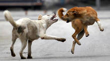 street-dogs